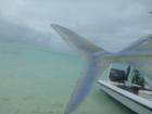 Alphonse2012-10-29_17h05cha077.jpg