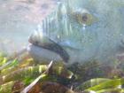 Alphonse2012-10-30_13h02cha098.jpg