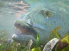 Alphonse2012-10-30_13h02cha099.jpg