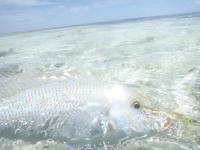 Alphonse2012-10-31_12h59cha400.jpg
