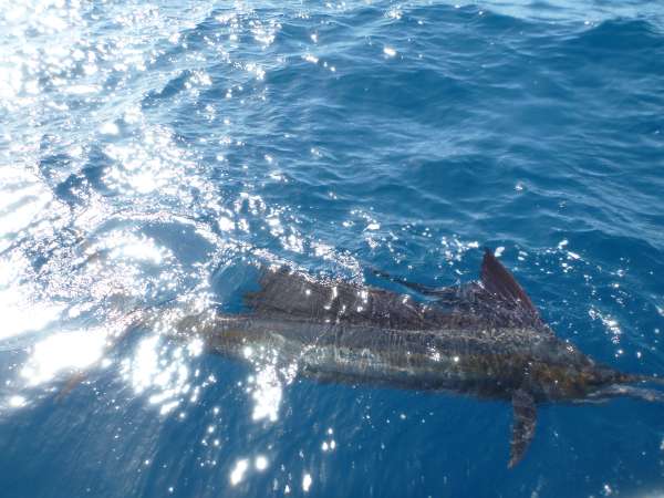 Farquhar2012-10-24_10h26cha322.jpg