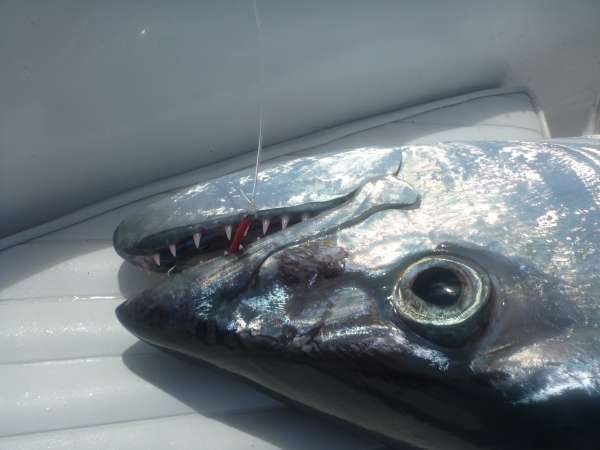 Farquhar2012-10-24_11h40cha342.jpg