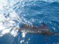 Farquhar2012-10-24_10h26cha322.jpg