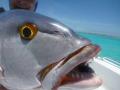 Farquhar2012-10-25_13h12cha466.jpg