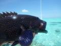 Farquhar2012-10-25_13h25cha473.jpg