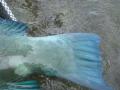 Farquhar2012-10-26_11h53cha513.jpg